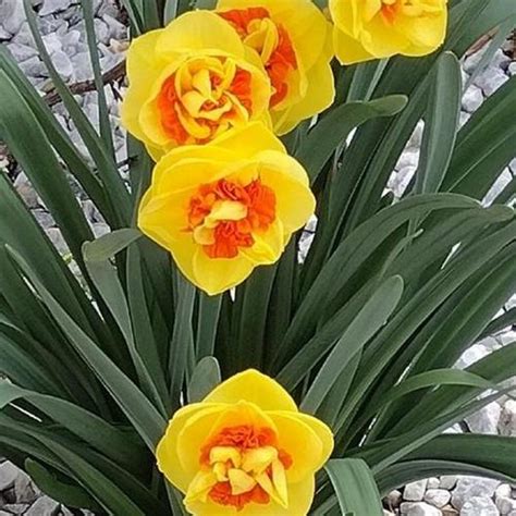 kiwi sunset daffodil|Double Daffodil (Narcissus Kiwi Sunset) in the。